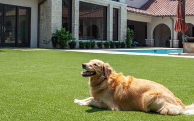 What You Need to Know About Artificial Grass for Dogs and Pets